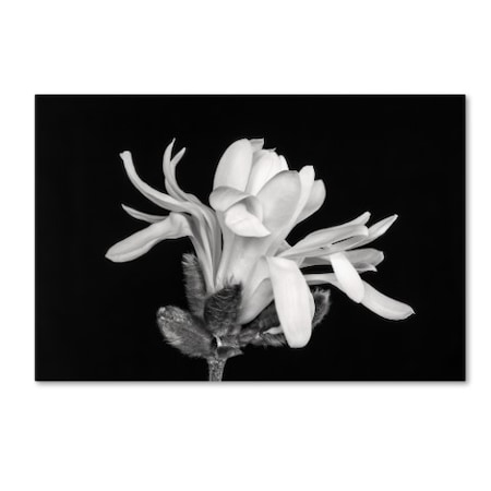 Pierre Leclerc 'Magnolia Flower' Canvas Art,16x24